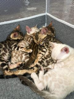 Bengal Kittens With Pedigree