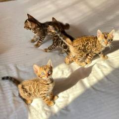 Beautiful Bengal Kittens