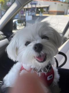 Jessy Our Cute Maltipoo Puppy Needs New Home