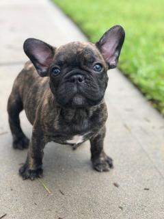 French Bulldog 8 Weeks Old