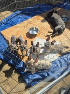 Urgent Sale! Kc Registered French Bulldogs!