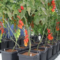 Hydroponics Experts In Bellshill, Lanarkshire