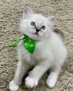 Gorgeous Gccf Ragdoll Kittens,....Whatsapp Me At