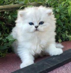 Stunning Lilac Colourpoint Persian Kitens,..What