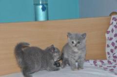 Stunning British Shorthair Kittens,..Whatsapp Me