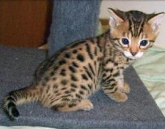 I Have Silver Full Bengal Kittens For Sale, ,.W