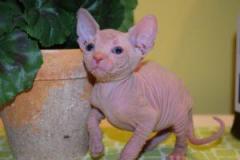 Beautiful Sphynx Kittens..whatsapp Me At 44 7453