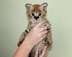 Savannah Kittens Serval And Caracal 4 Weeks Old.