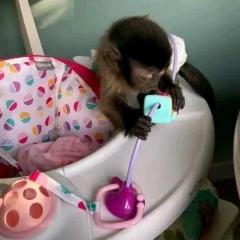 Google Approved Diaper Trained Capuchin & Marmos