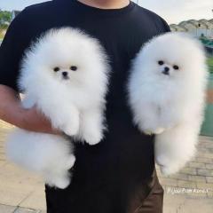 Kc Boy Pomeranians .... Whatsapp Me At 44 7453 9