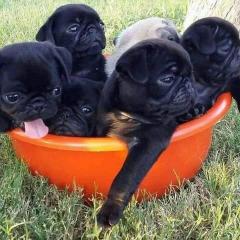 Pug Puppies Ready To Go Home....whatsapp Me At 4