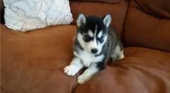 Gorgeous Siberian Husky Puppies ..Whatsapp Me At