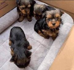 Yorkshire Terrier Puppies...whatsapp Me At 44 74