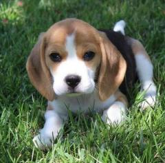 Beautiful Beagle Puppies...whatsapp Me At44 7453