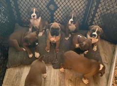 Beautiful Boxer Puppies..whatsapp Me At 44 7453 