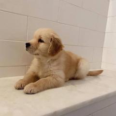 Chunky Quality Golden Retriever Pups..whatsapp M