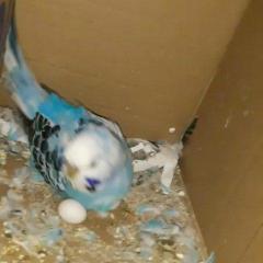 Young Budgies For Sale ..Whatsapp Me At44 7453 9