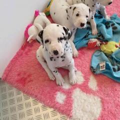 Beautiful Dalmatian Puppies For Sale..whatsapp M