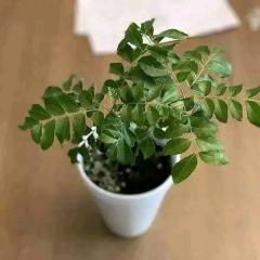 Curry Leaf ,Plant And Seeds Available Whatsapp M