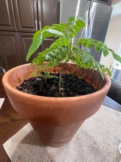 Curry Leaf ,Plant And Seeds Available Whatsapp M