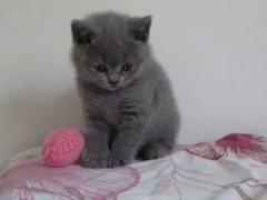 British Short Hair Kittens