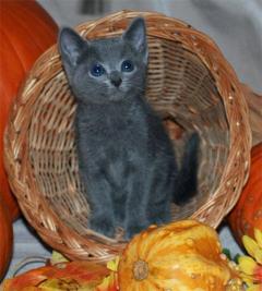 Russian Blue Kittens