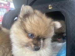 Charming Male & Female Teacups Pomeranian Puppie