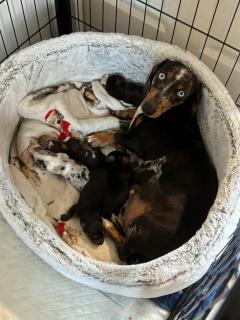 Dachshund Puppies Forsale