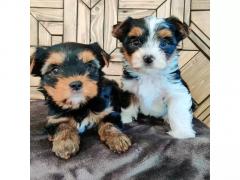 Beautiful Pedigree Miniature Yorkshire Terriers