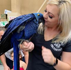 Adorable Hyacinth Macaws Available For Adoption