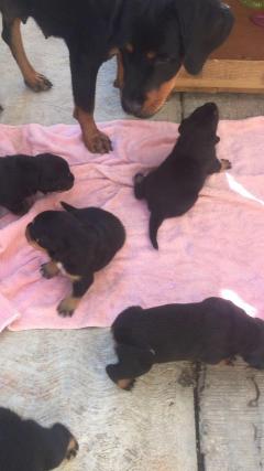 Beautiful Rottweiler Puppies Looking For A Lovin