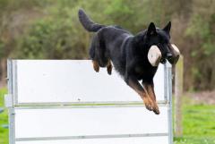 Vonkebles  Expertly Trained Pre-Trained Dogs In 