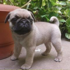 Fawn Pug Puppies Ready For Adoption