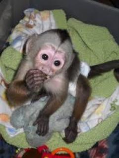 Cpuchin Monkeys For Rehome