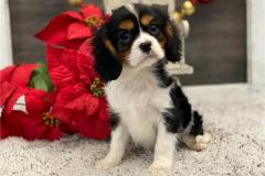 Sweet Little Cavalier Puppy