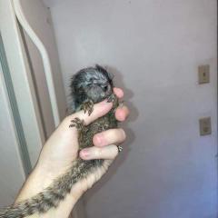 Marmoset Or Capuchin Monkey Asap !