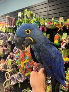 Blue Macaws Parrots