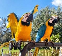 Blue And Gold Macaw Parrots Available