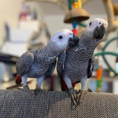 Top Quality African Grey Parrots.