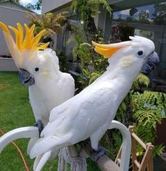 Umbrella Cockatoo Parrots For Sale