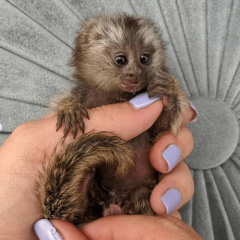 Marmoset Or Capuchin Monkey Asap !