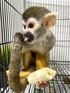 Squirrel Monkeys For Life