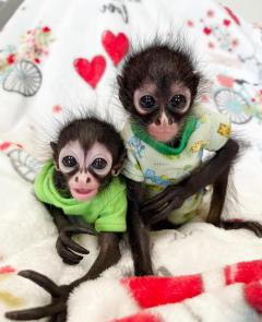 Spider Monkeys Ready Now