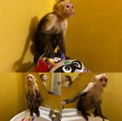 Adorable Capuchin Monkeys