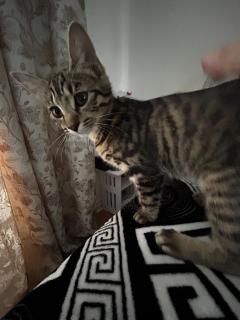 Heisal. 5 Month Cat