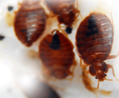 Getting Rid of Infestations of Bed Bugs in Milton Keynes