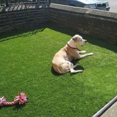 Dog-Friendly Artificial Grass - Safe, Durable, A