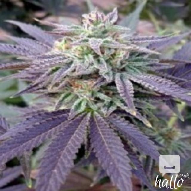 Get Free Cannabis Seeds here 3 Image