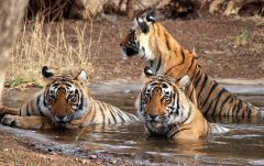 Enjoy Wildlife Tour Packages in Rajasthan