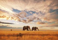 Things To Consider When Booking Flights To Afric